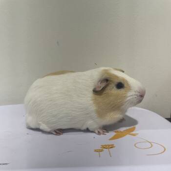 Rescue Guinea Pig Guinea Pigs for Adoption in Tampa, Florida - Alfredo | PetCurious